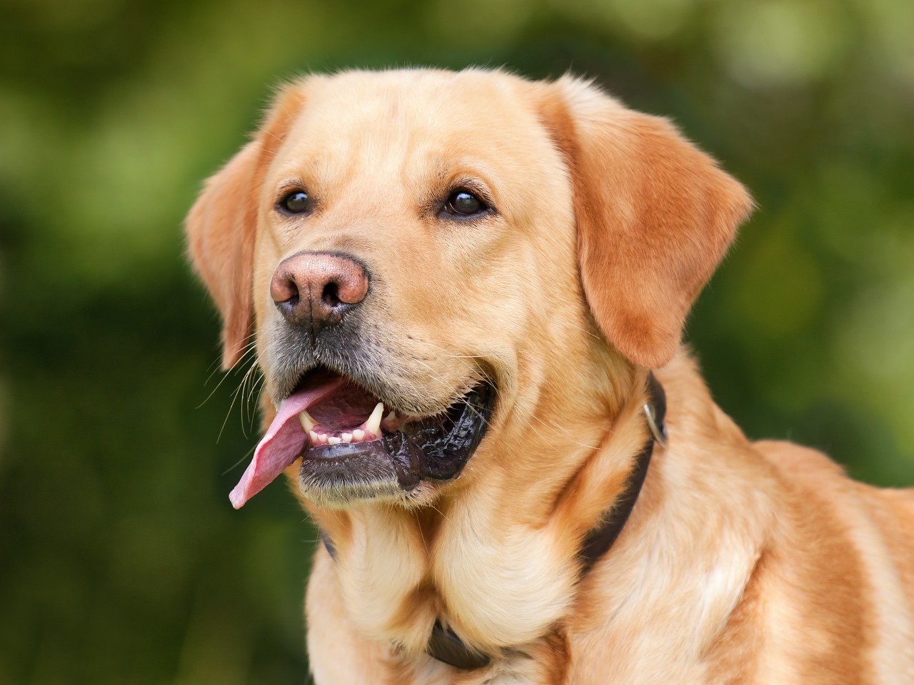Higiena oczu, uszu i zębów u psa