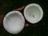 Jakie właściwości ma olej kokosowy?