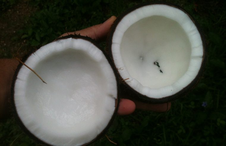 Jakie właściwości ma olej kokosowy?